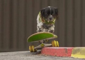 Beagle ve svém REDirect snímku představil nejlepšího skate psa