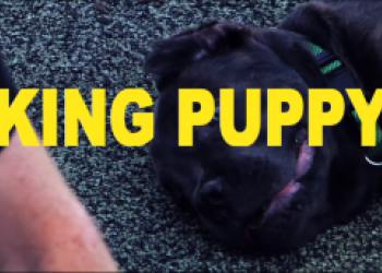 KING PUPPY - Strobeck , Supreme a Grant Taylor